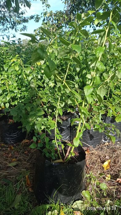 Borówka amerykańska - sadzonki