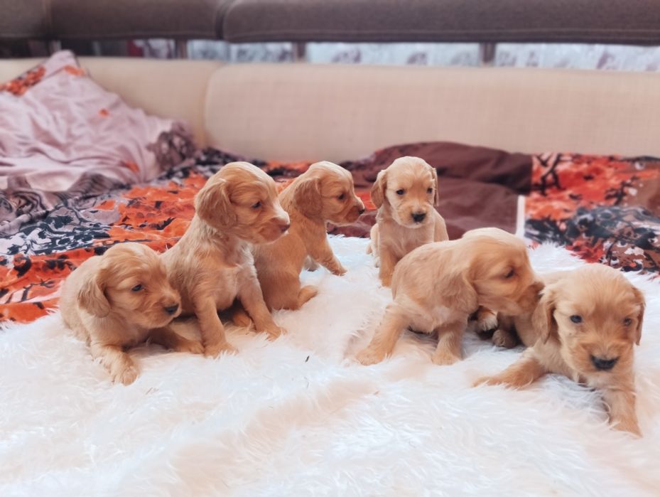 Witam mam do sprzedania piękne pieski Cocker spaniel