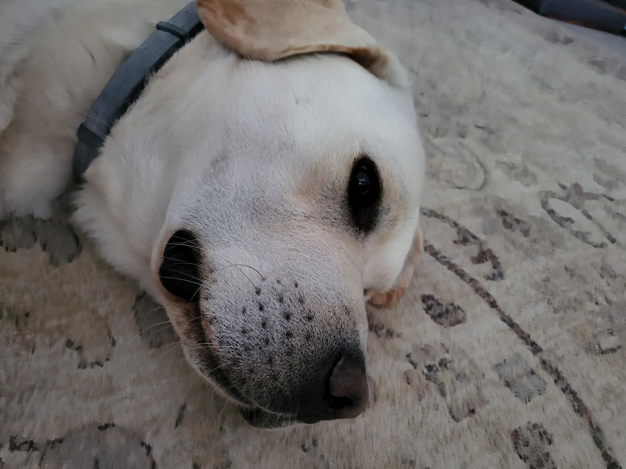 Labrador procura descendente
