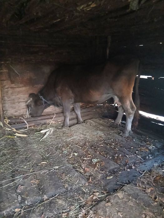 Корова, карпатська бура, 10 років