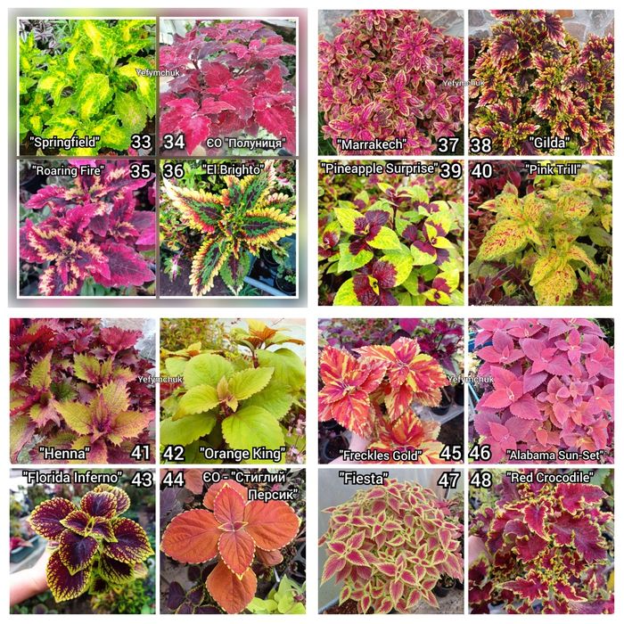 Колеуси зріз та вкорінені частина 1