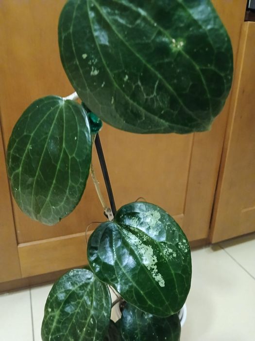 Hoja Latifolia sadzonka kwiat domowy