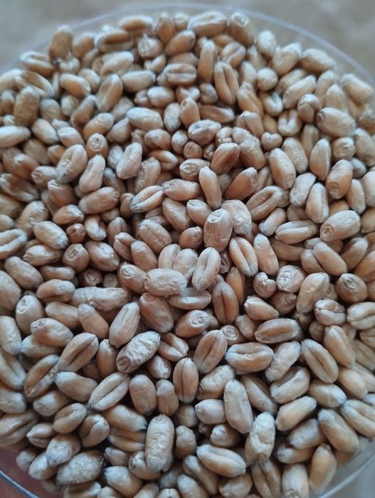 Oczyszczone pszenica