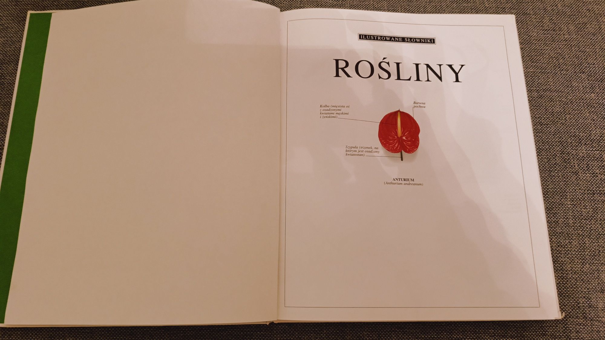 Książka "Rośliny" ilustrowany słownik