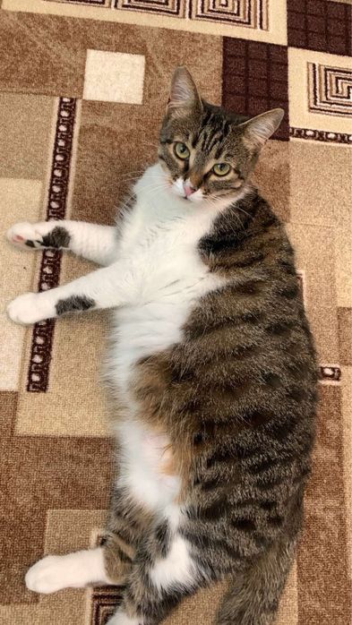 Спасите!Стерилизованы домашние были