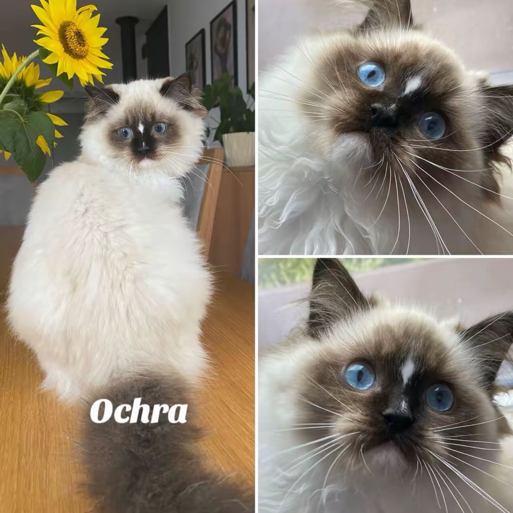 Kocurek Ragdoll wyprawka gotowy do odbioru FPL