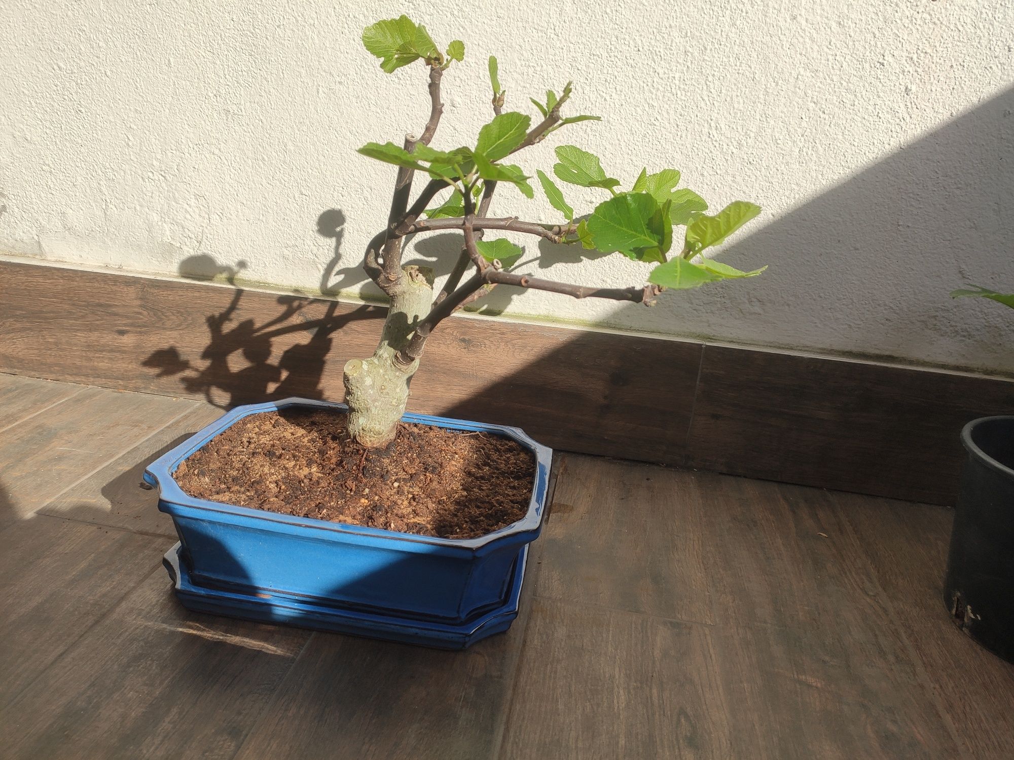 Bonsai Figueira com vaso