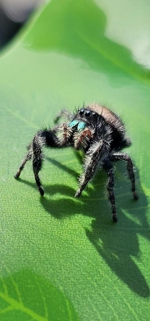 Skakun Phidippus audax bryantae Oregon L3-L4