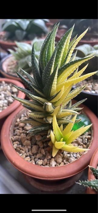 HAWORTHIA heidelbergensis variegated, Grey Ghost,