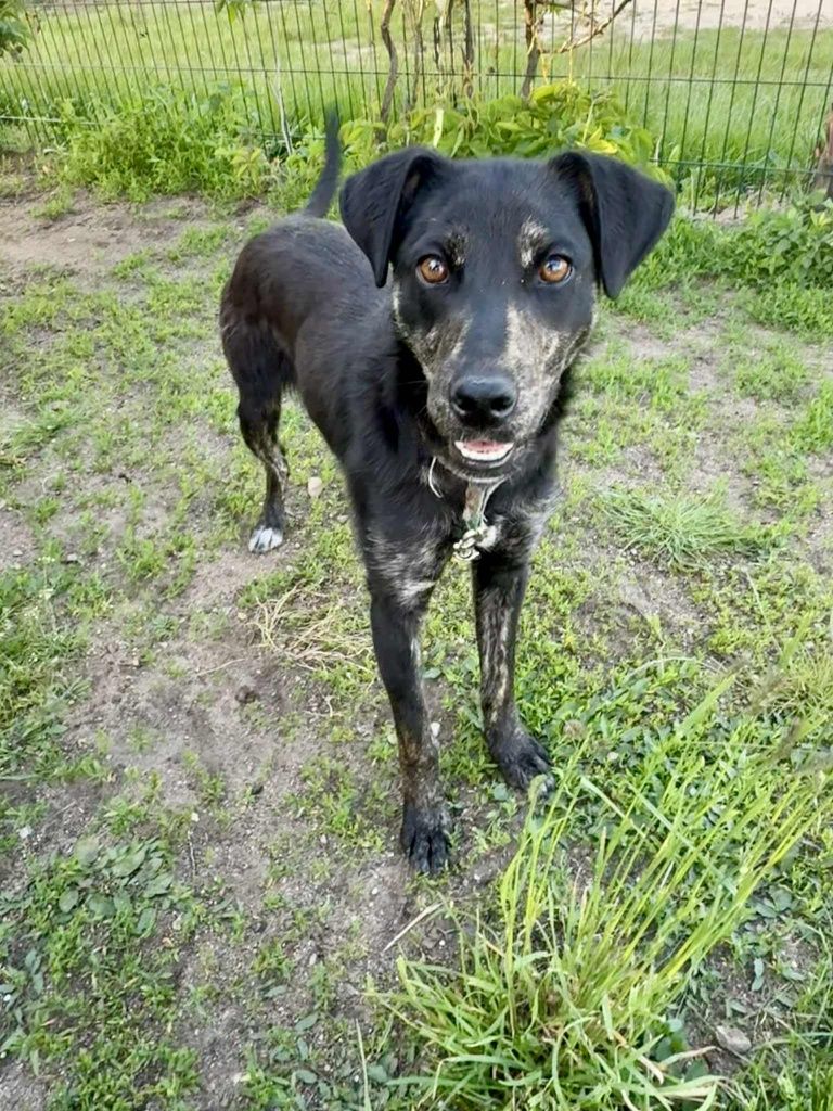 Młoda Borka do adopcji!