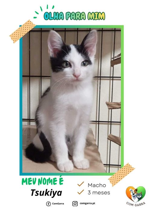 Gatinhos bebés para adoção