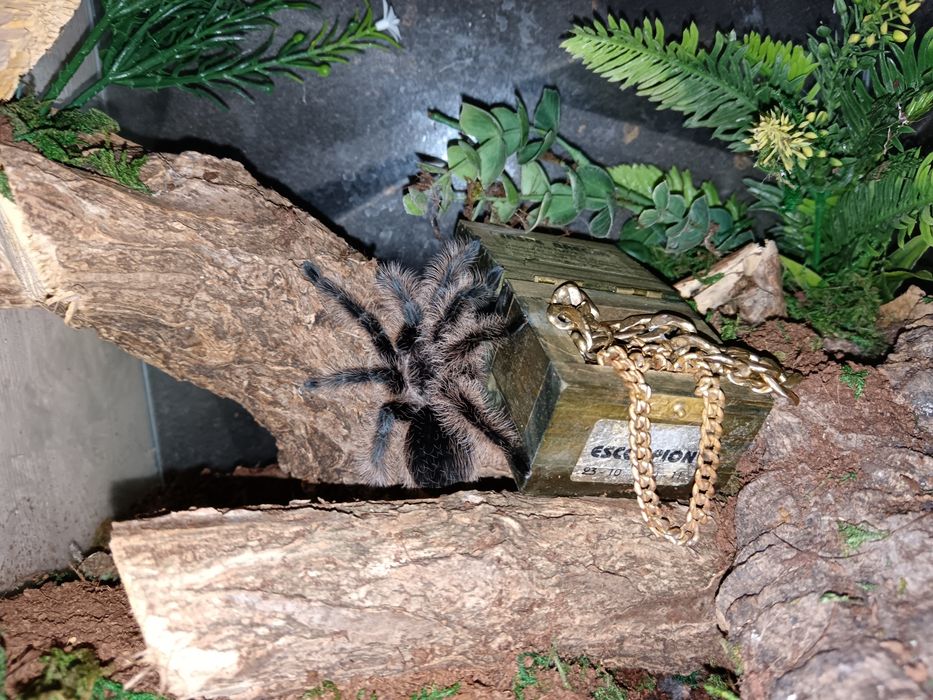 Lasiodora Parahybana