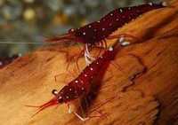 Krewetki Sulawesi - Caridina Dennerli