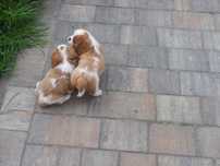 Cavalier King Charles Spaniel