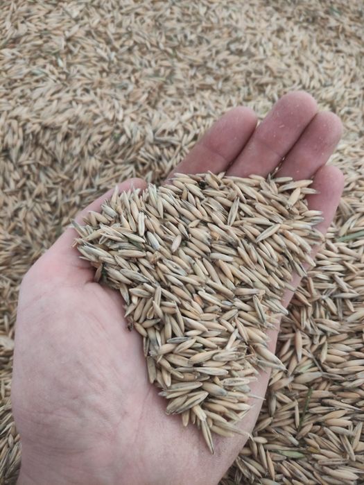 Овес відбірний, на насіння або худобі