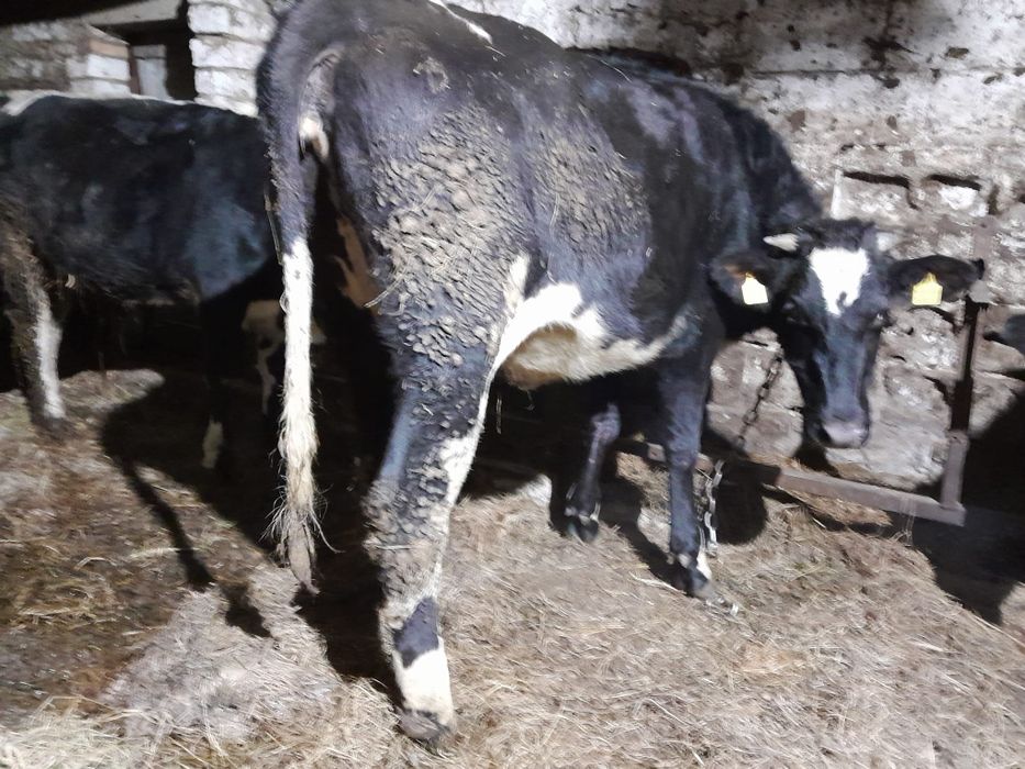 Sprzedam Jałówkę Cielną