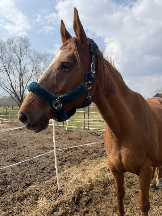 Klacz ujezdzeniowa hanowerska