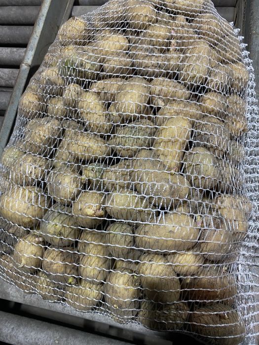 Ziemniak Arrow Irga sadzeniak