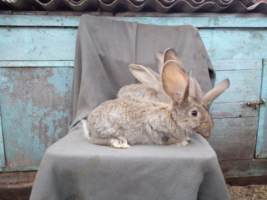 Кролі фландр. Бельгійський велетень.