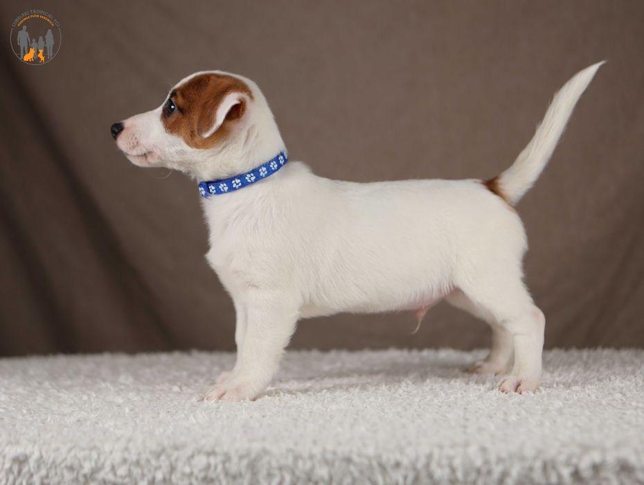 Jack Russell Terrier ZKwP FCI z Paszportem