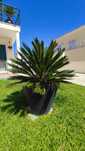 Planta de exterior Cyca
