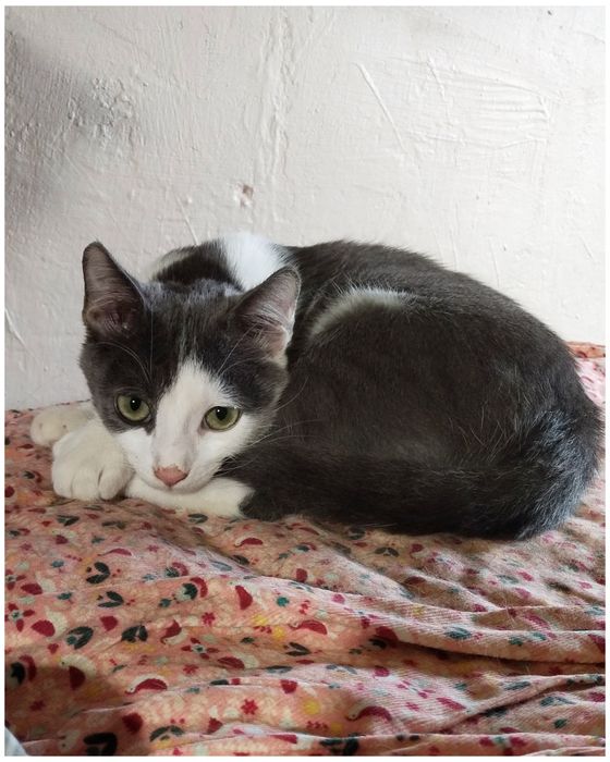 Хлопчик,кошеня,котик,маленький,сіро-білий,ніжний,шукає дім,безкоштовно