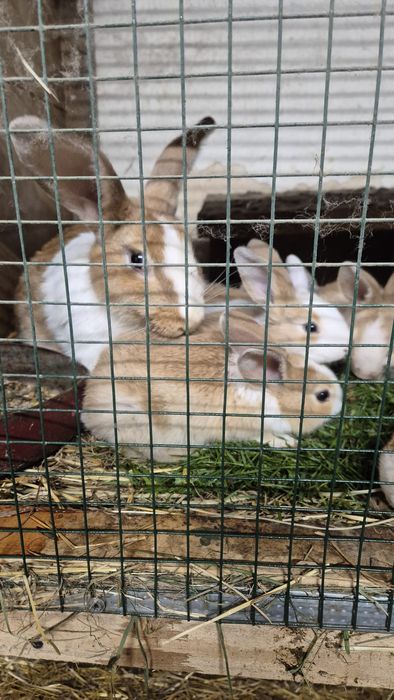 Króliki z własnej chodowli