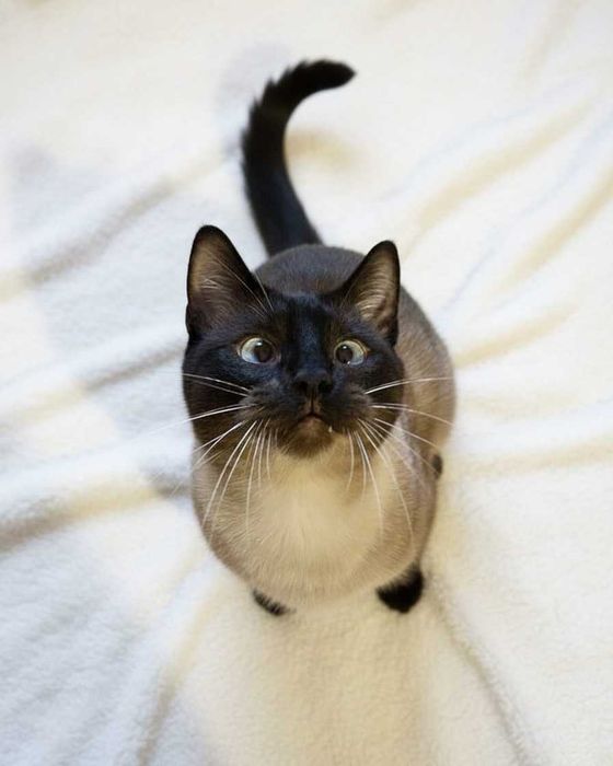 Setúbal / Margem Sul / Lisboa — BALTAZAR, gatinho para adoção