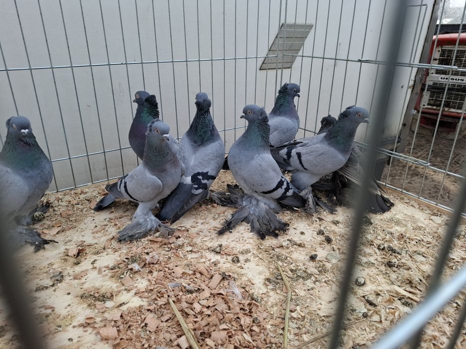 Wywrotki wschodniopruskie wysylka