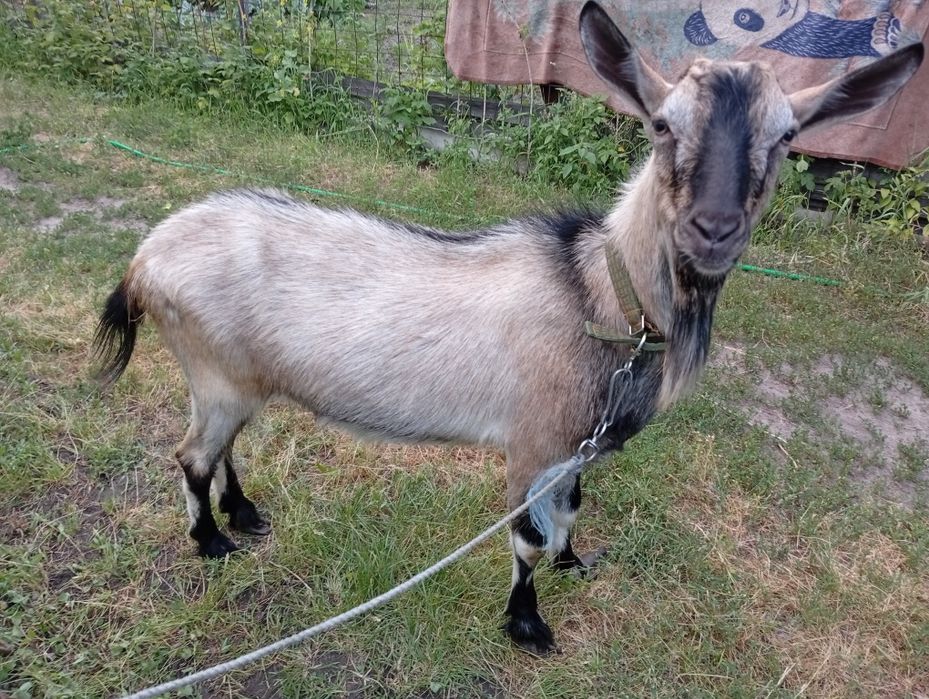 Продам сім'ю Козлів
