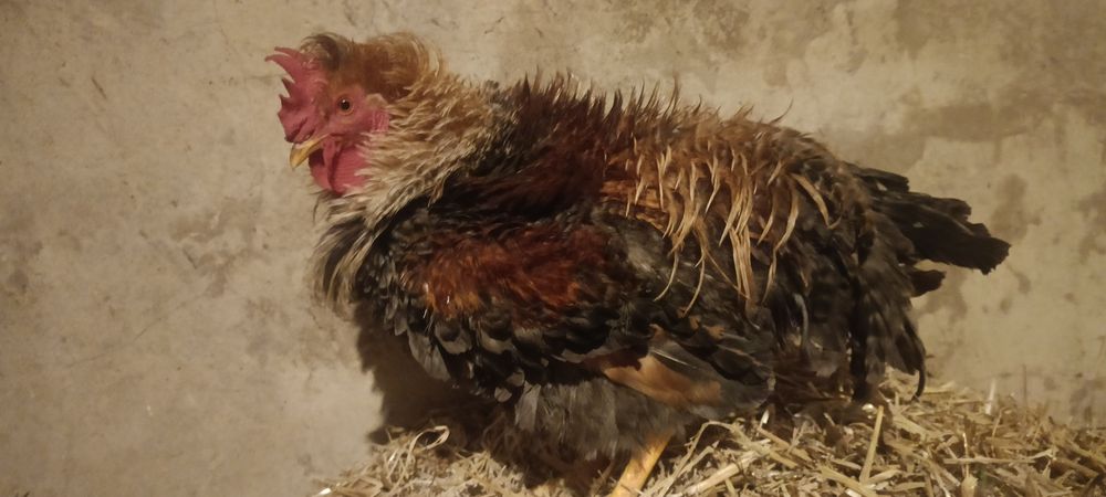 Młode kogut ozdobne