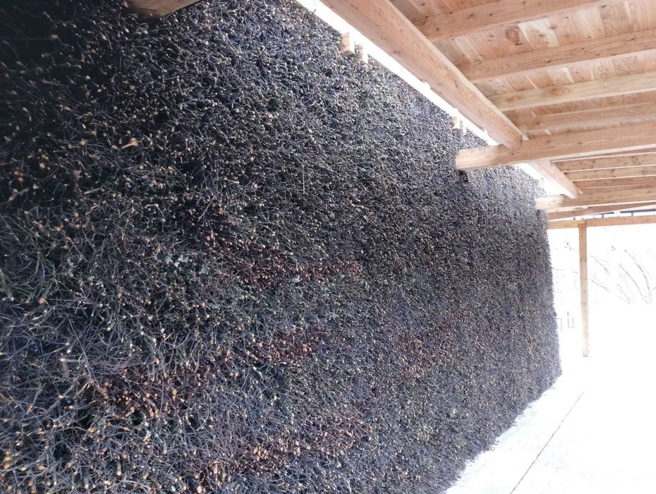 tężnia tarnina gałęzie