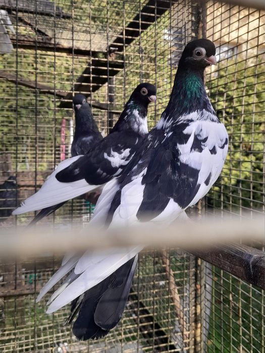 Gołębie zamojskie 25r.