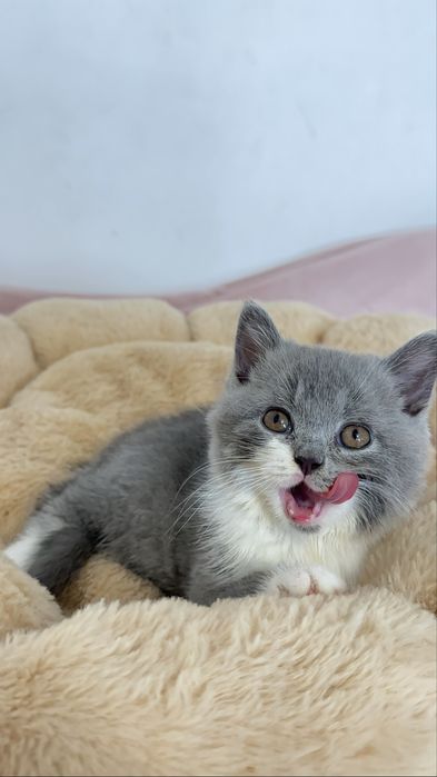 Koty Brytyjskie z rodowodem