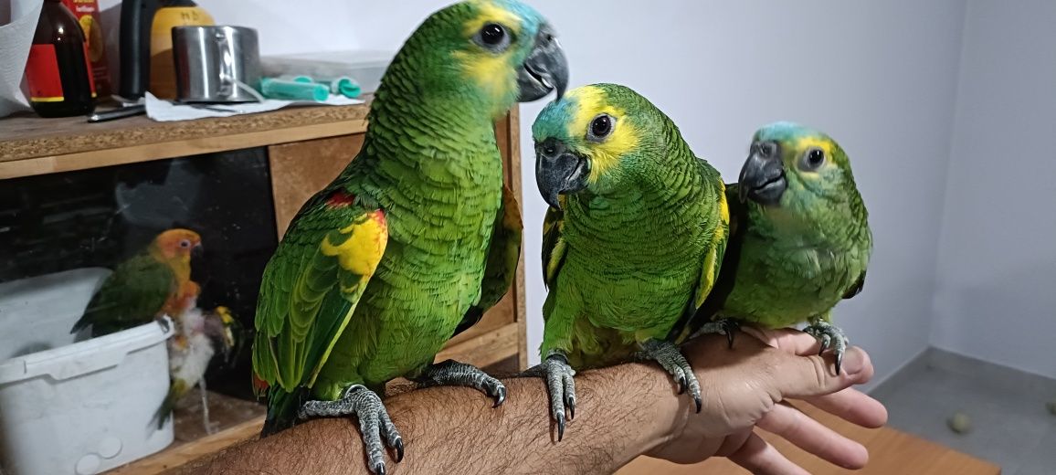 Ring Neck diluídos e outras