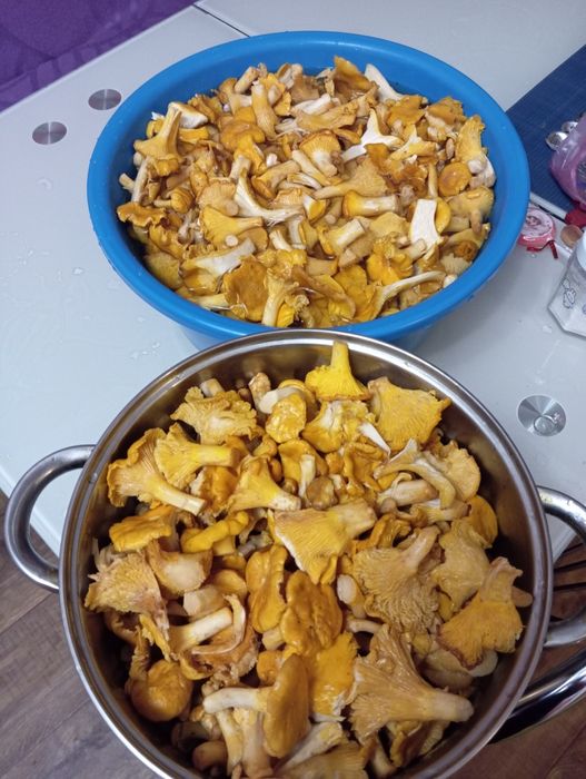 Лисички мариновані,з  часником та без