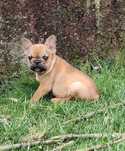 Bulldog Francês Red Fawn