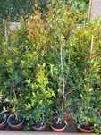 Eugenias para venda