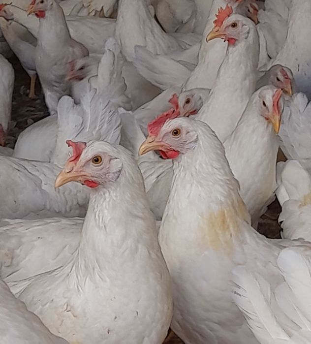 Kury Leghorn Leghorny Młode Nioski 23 tyg