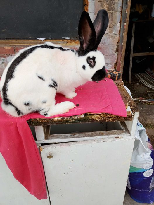 Samiec OSC gotowy do krycia