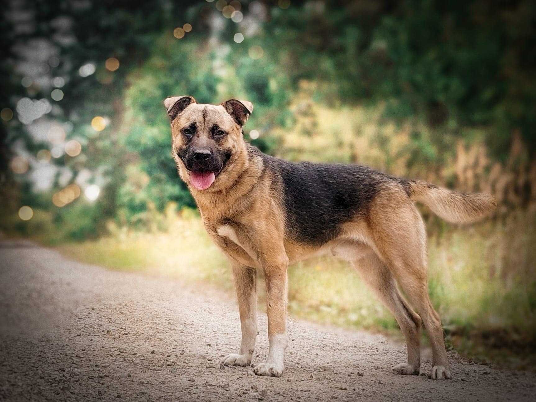 Spajki - młodziutki, wspaniały, słodziak do adopcji