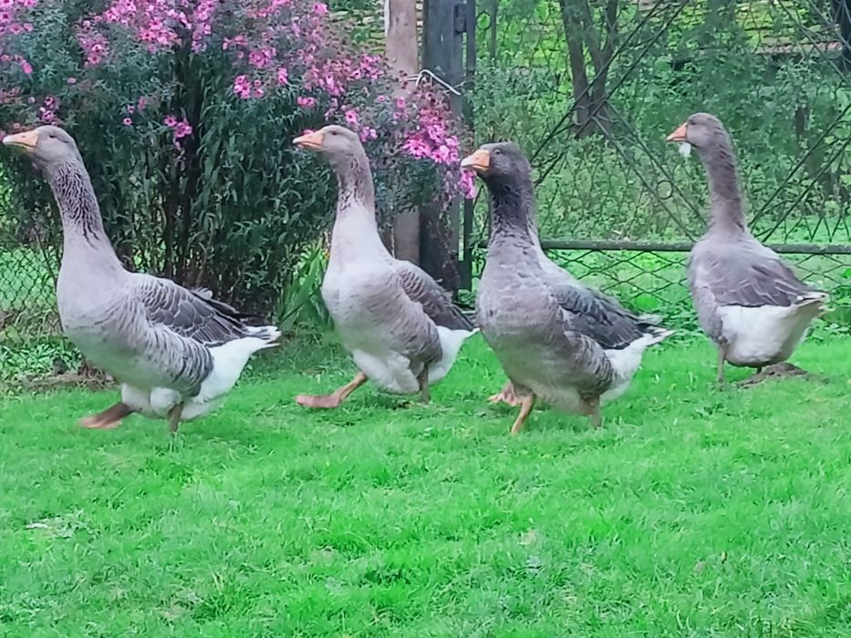 Sprzedam gęsi landers
