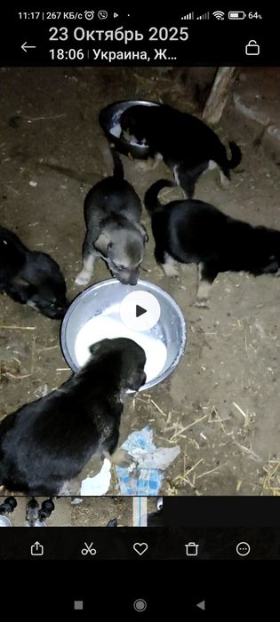 Віддам безкоштовно