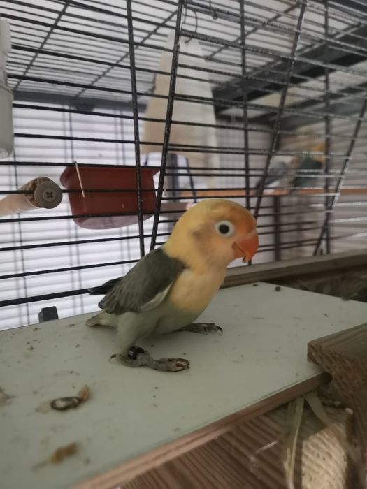 Fisheri opalino slaty turquesa