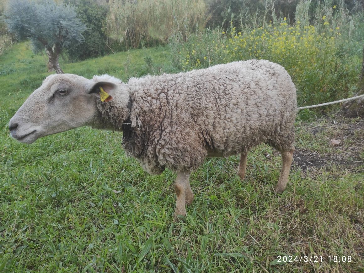 Ovelha meiga, com sanidade em dia