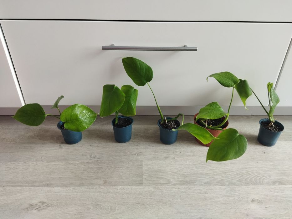 Монстера Делікатесна ліана Monstera deliciosa