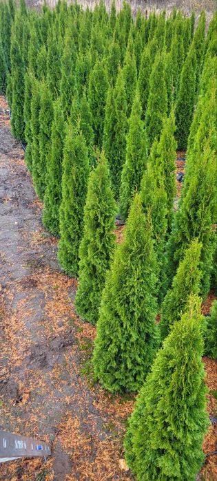 ТУЇ СМАРАГД (Smaragd) 1,8–2,2 м !Акційна ціна!