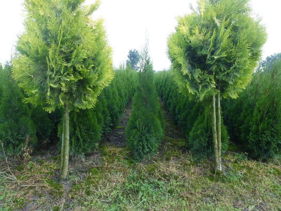 tuja Szmaragd do 170 cm Thuja Smaragd (ZAKLICZYN)