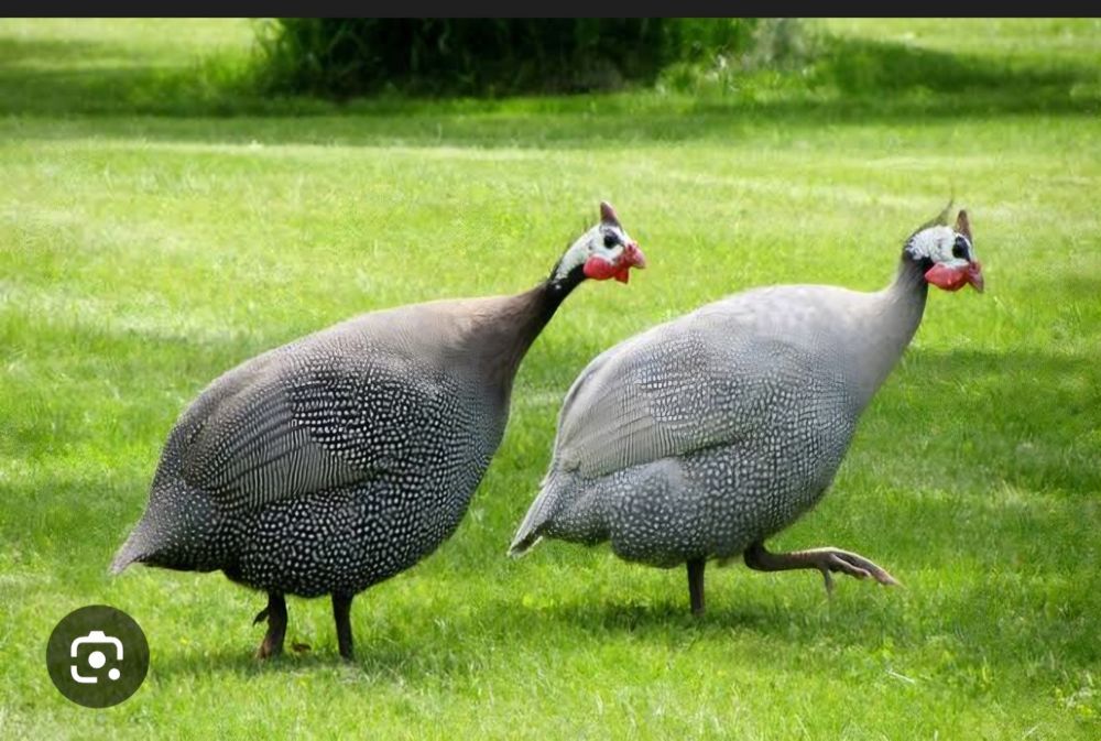 Vendo galinhas de angola