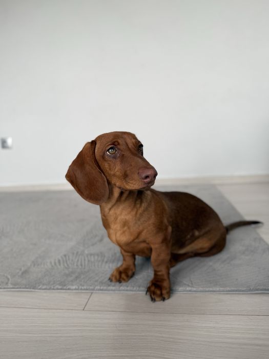 Jamnik - jamniczek -samiec